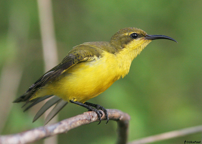 Nectarinia jugularis
Cairns, Austraalia, detsember 2007

UP
Keywords: olive-backed sunbird