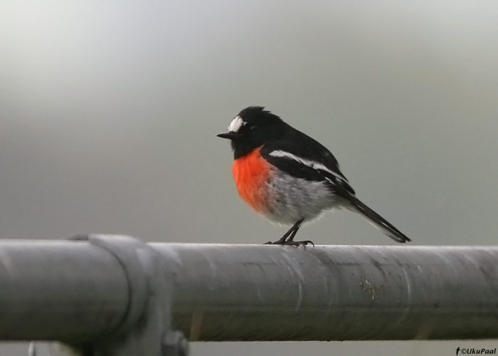 Petroica boodang
Buchanan Race Course, Austraalia, november 2007

UP
Keywords: scarlet robin