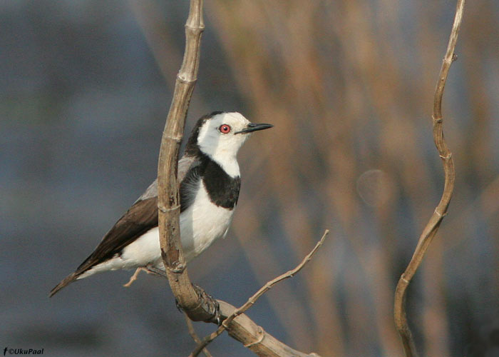 Epthianura albifrons
Macleod Morass, Austraalia, detsember 2007

UP
Keywords: white-fronted chat