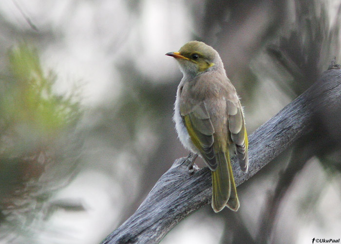 Lichenostomus ornatus
Wyperfeld NP, Austraalia, detsember 2007

UP
Keywords: yellow-plumed honeyeater