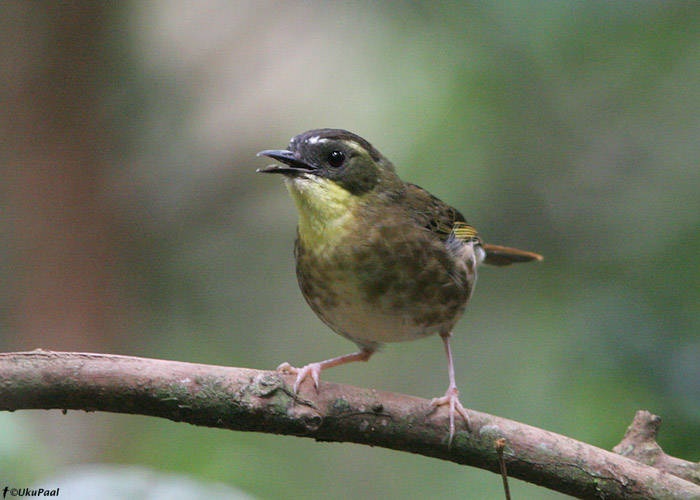 Sericornis citreogularis
Austraalia, detsember 2007

UP
Keywords: yellow-throated Scrubwren