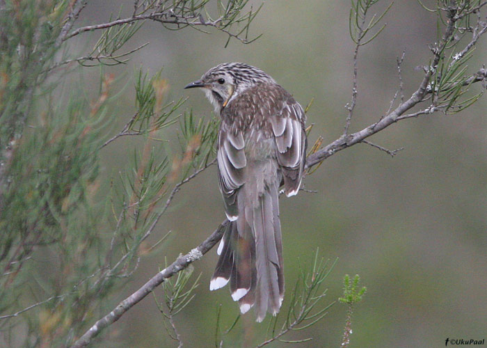 Anthochaera paradoxa
Tasmaania, Austraalia, november 2007

UP
Keywords: yellow wattlebird