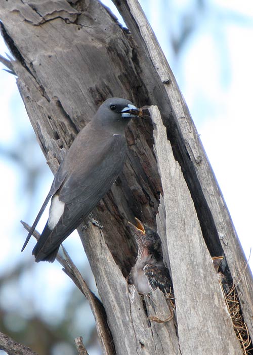 Artamus leucorynchus
Austraalia, detsember 2007

Rene Ottesson
Keywords: white-breasted woodswallow