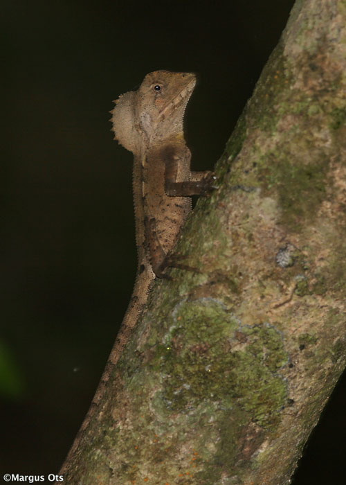 Sisalik sp
Lamington NP, Austraalia, detsember 2007

Margus Ots
Keywords: lizard