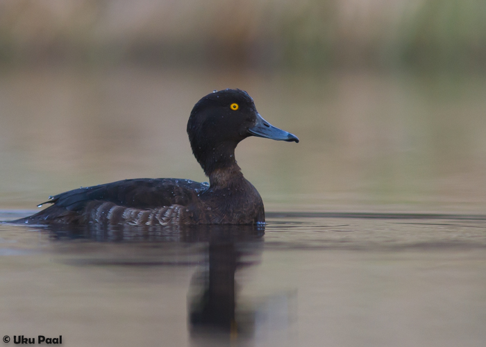 Tuttvart (Aythya fuligula)
Tartumaa, aprill 2015

UP
Keywords: tufted duck