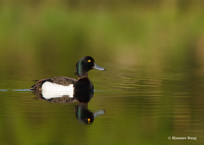 Tuttvart (Aythya fuligula)
Aksi saar, 31.5.2009

Hannes Saag
Keywords: tufted duck