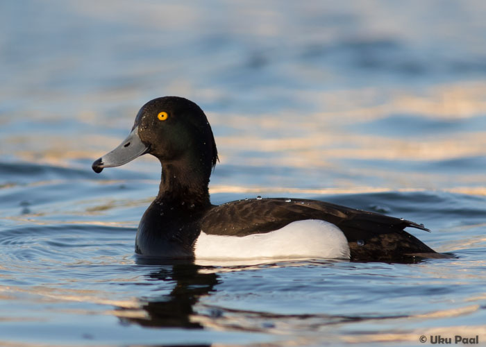 Tuttvart (Aythya fuligula) isane
Läänemaa, mai 2016

UP
Keywords: tufted duck