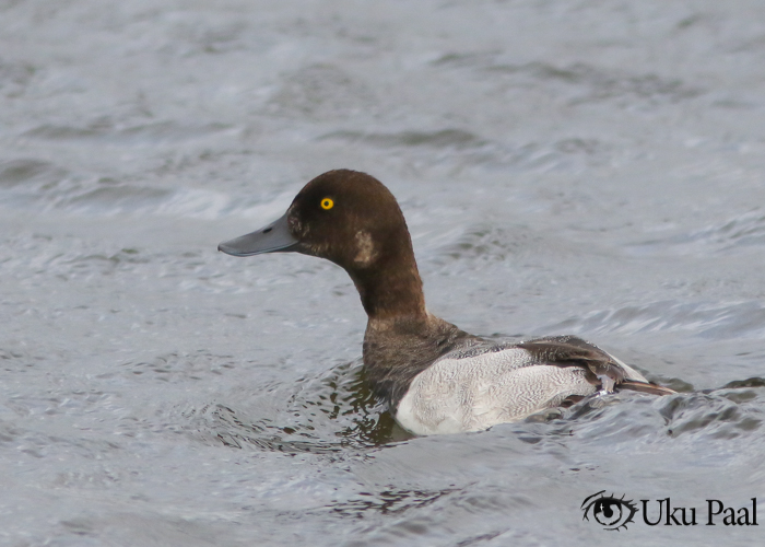 Merivart (Aythya marila) isane
Saaremaa, september 2018

UP
Keywords: greater scaup