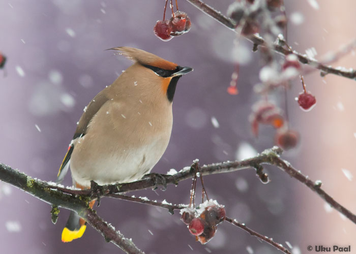 Siidisaba (Bombycilla garrulus)
Tartu, veebruar 2016

UP
Keywords: waxwing