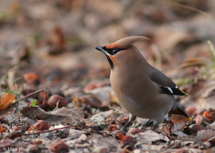 Siidisaba (Bombycilla garrulus)
Tartumaa, märts 2017

UP
Keywords: waxwing