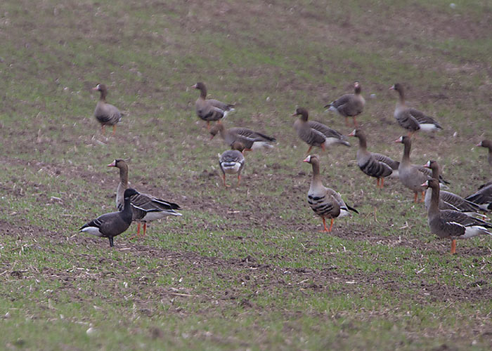 Mustlagle (Branta bernicla bernicla)
Tüki, Tartumaa, 22.4.2011. Tartumaa 9. vaatlus.

Jan Siimson
Keywords: brant brent