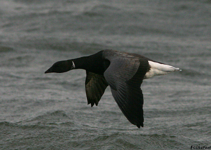 Mustlagle (Branta bernicla)
Spithami, Läänemaa, 18.10.2008
Keywords: brant goose