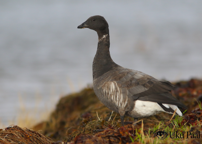 Mustlagle (Branta bernicla bernicla) 1a+
Saaremaa, oktoober 2018

UP
Keywords: brent