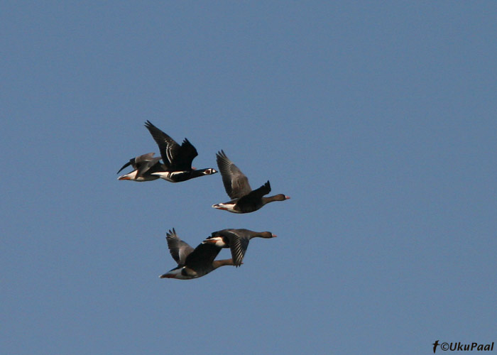 Punakael-lagle (Branta ruficollis)
Tamme polder, Tartumaa, 20.4.2008
Keywords: red-breasted goose