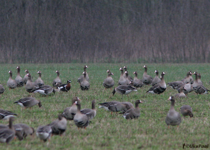 Punakael-lagle (Branta ruficollis)
Väike-Rakke polder, Tartumaa, 18.4.2008
Keywords: red-breasted goose