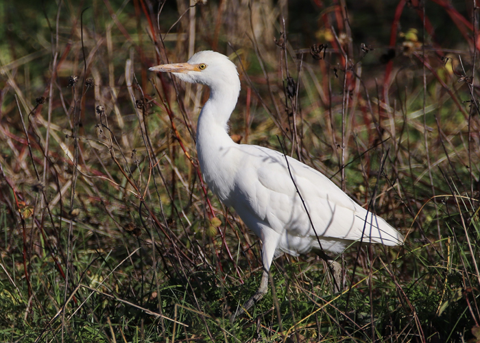 Veisehaigur (Bubulcus ibis)
Salme, Saaremaa, 4.11.2018. Uus linnuliik Eestile. / First for Estonia

Marco Purovesi
Keywords: cattle egret