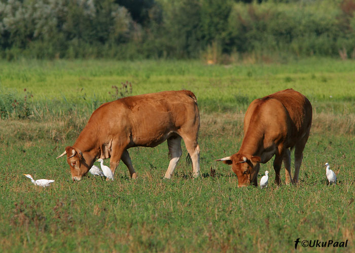 Veisehaigur (Bubulcus ibis)
Camargue, Prantsusmaa, 4.8.2007
Keywords: cattle egret