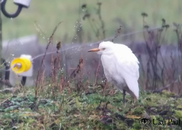 Veisehaigur (Bubulcus ibis)
Lõetsa, Muhu saar, 10.11.2018

UP
Keywords: cattle egret