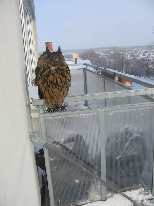 Kassikakk (Bubo bubo)
Jõhvi kesklinn, 12. veebruar 2011. Nälg on ajanud ka juba haruldased kassikakud linna toiduotsinguile.

Maris Toomel
