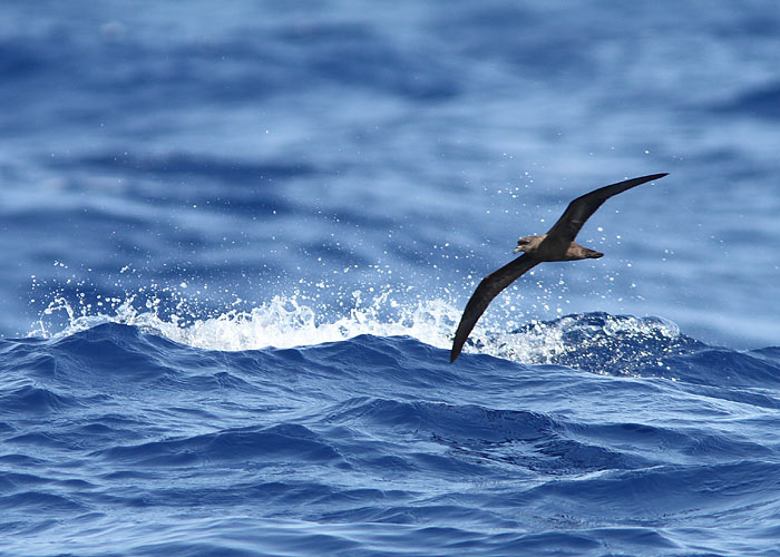 Nõgi-tormilind (Bulweria bulwerii) 
Madeira, august 2011

UP
Keywords: bulwer's petrel