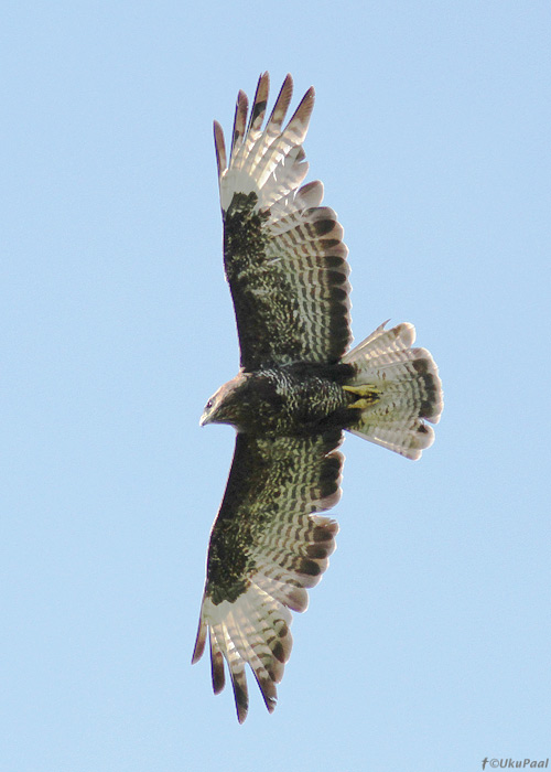 Hiireviu (Buteo buteo)
Valgamaa, juuni 2013

UP
Keywords: common buzzard