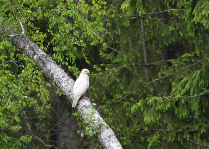 Leukistlik hiireviu (Buteo buteo)
Vorbuse, Tartumaa, 2.6.2015

Raul Vilk
Keywords: common buzzard