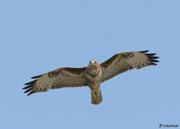 Hiireviu (Buteo buteo)
Sõrve säär, Saaremaa, 5.5.2008

UP
Keywords: common buzzard