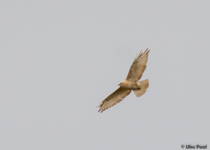 Leukistlik hiireviu (Buteo buteo) 1a+
Ilmatsalu, Tartumaa, 22.9.2015

UP
Keywords: common buzzard