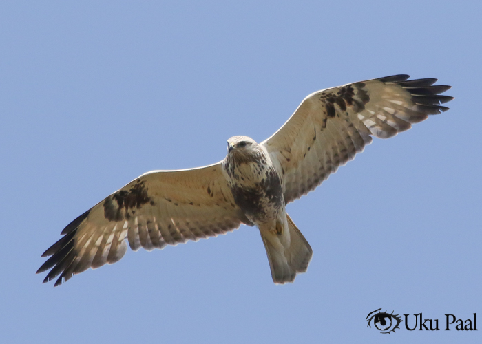 Karvasjalg-viu (Buteo lagopus) 2a
Ristna, Hiiumaa,  mai 2019

Uku Paal
Keywords: rough-legged buzzard