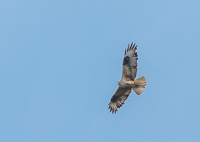 Stepiviu (Buteo rufinus)
Ilmatsalu, Tartumaa, 10.6.2016. Eesti 2. ja Tartumaale uus liik. 2nd for Estonia.

Heikki Vuonokari
Keywords: log-legged buzzard
