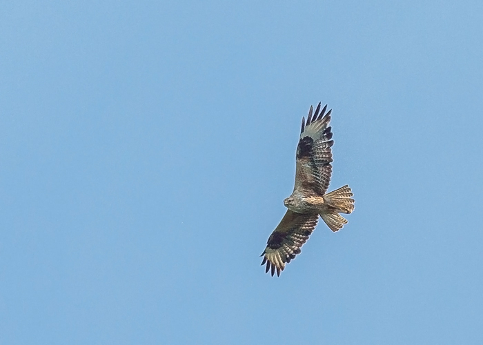 Stepiviu (Buteo rufinus)
Ilmatsalu, Tartumaa, 10.6.2016. Eesti 2. ja Tartumaale uus liik. 2nd for Estonia.

Heikki Vuonokari
Keywords: log-legged buzzard