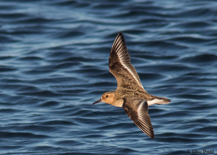 Leeterüdi (Calidris alba) 1a+
Saaremaa, juuli 2016

UP
Keywords: sanderling