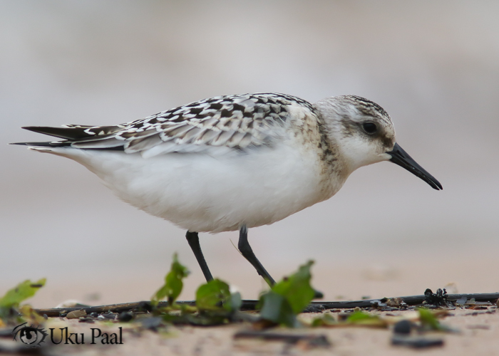 Leeterüdi (Calidris alba) 1a
Tartumaa, september 2017

Uku Paal
Keywords: sanderling