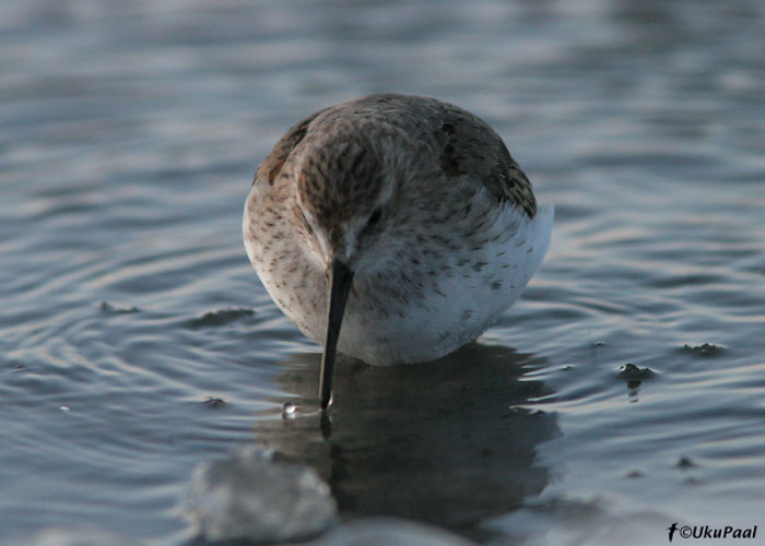 Soorüdi (Calidris alpina)
5.01.2008, Sõrve säär. Neljas talvine vaatlus Eestis.
Keywords: dunlin