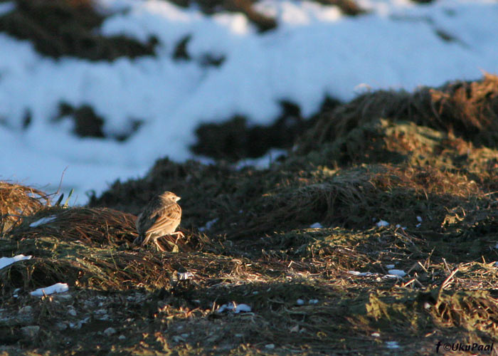 Välja-väikelõoke (Calandrella brachydactyla)
5.01.2008, Rahuste, Saaremaa. Eesti neljas. 4th for Estonia.
Keywords: short-toed lark