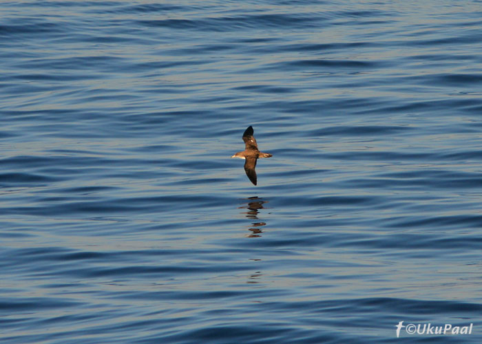 Atlantise tormilind (Calonectris diomedea)
Korsika rannik, 30.7.2007
Keywords: cory's shearwater