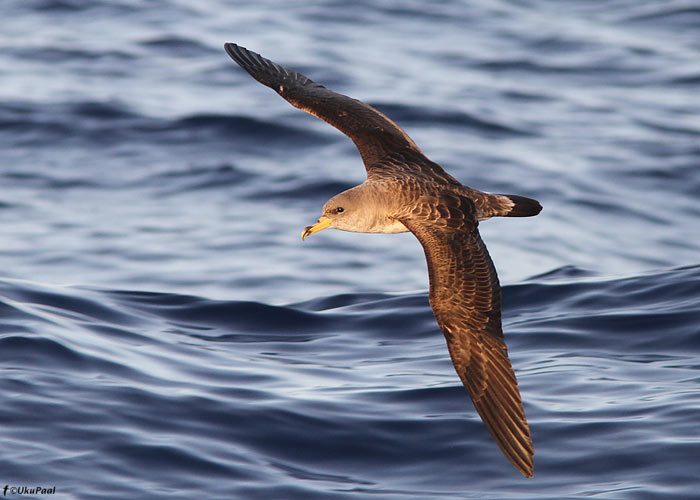 Atlantise tormilind (Calonectris diomedea)
Madeira, august 2011

UP
Keywords: cory's shearwater