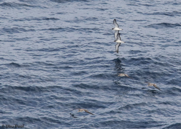 Atlantise tormilind (Calonectris diomedea diomedea)
Seda liiki näeb rannalt vaadeldes lihtsalt. Leviku põhjal peaks siin esinema just see alamliik.
Keywords: cory&#039;s shearwater