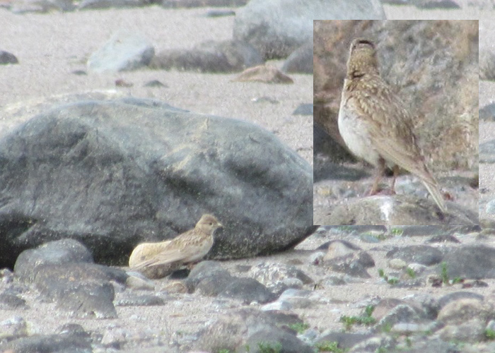 Kõnnu-väikelõoke (Calandrella rufescens)
Rammu saar, Harjumaa, 4.6.2014. Uus liik Eestile. First for Estonia.

Riho Männik
Keywords: lesser short-toed lark