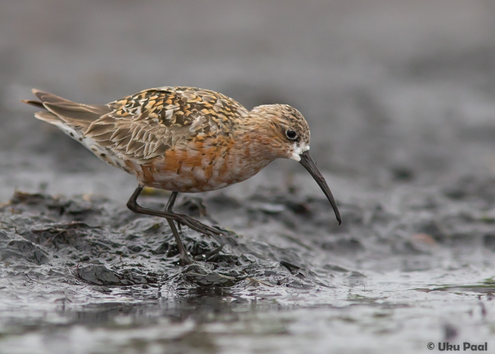 Kõvernokk-rüdi (Calidris ferruginea) vanalind
Saaremaa, juuli 2016. Tiiva kattesuled on juba vahetunud puhkesulestikku.

UP
Keywords: curlew sandpiper