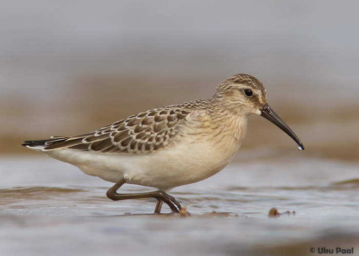 Kõvernokk-rüdi (Calidris ferruginea) 1a
Tartumaa, august 2015

UP
Keywords: curlew sandpiper