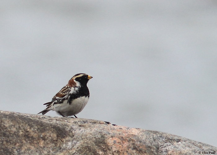 Lapi tsiitsitaja (Calcarius lapponicus) isane
Ristna, Hiiumaa, 12.5.2014

UP
Keywords: lapland bunting