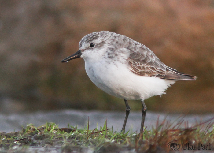 Hallrüdi (Calidris pusilla) 1a+
Rahuste, Saaremaa, 4.12.2011. Uus liik Eestile. First for Estonia.

Uku Paal
Keywords: semipalmated sandpiper