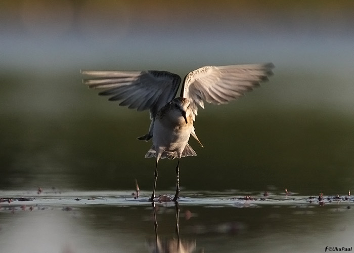 Väikerüdi (Calidris minuta)
Läänemaa, august 2012. Noorlind.

UP
Keywords: little stint