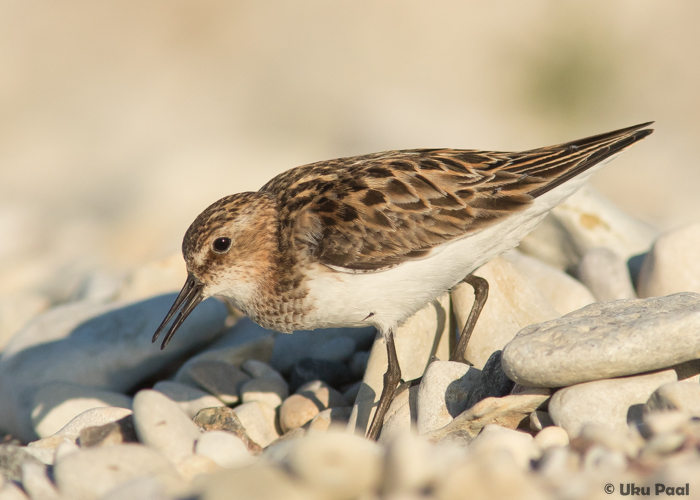 Väikerüdi (Calidris minuta) 1a+
Saaremaa, juuli 2016

UP
Keywords: little stint