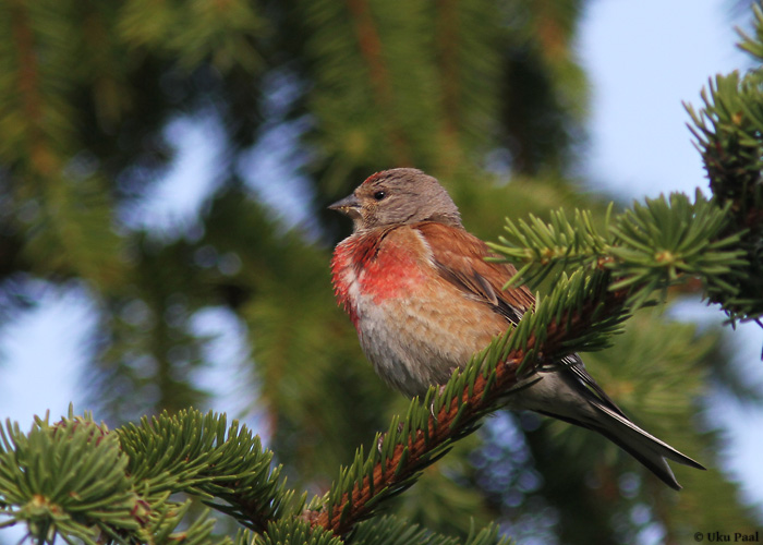 Kanepilind (Carduelis cannabina)
Saaremaa, juuni 2014

UP
Keywords: linnet