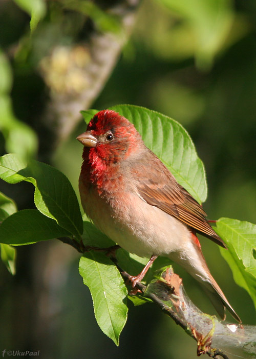 Karmiinleevike (Carpodacus erythrinus)
Kihnu saar, 25.5.2008

UP
Keywords: common rosefinch