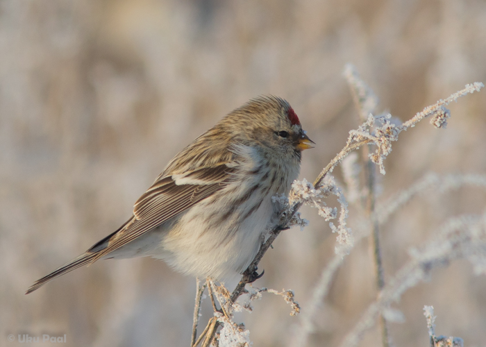 Hele-urvalind (Carduelis hornemanni)
Tartumaa, jaanuar 2016

UP
Keywords: arctic redpoll