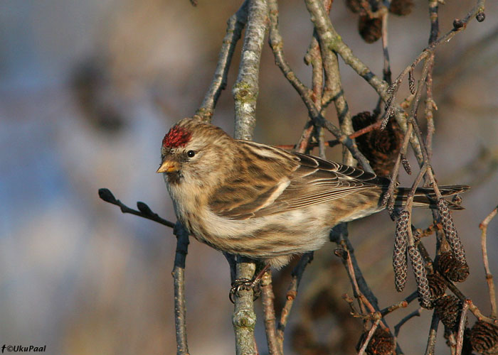 Urvalind (Carduelis flammea)
Tartumaa, 4.1.2008

UP
Keywords: redpoll