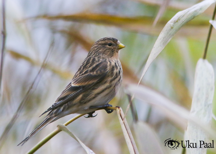 Mägi-kanepilind (Carduelis flavirostris)
Tartumaa, november 2018

UP
Keywords: twite